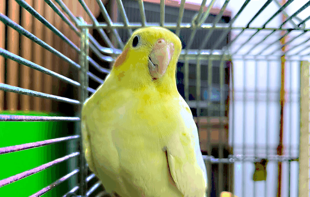 トリカウサカイのオカメインコのカメちゃんの写真