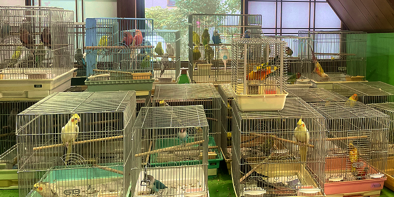 トリカウサカイの店内。鳥たちの姿が見えます。