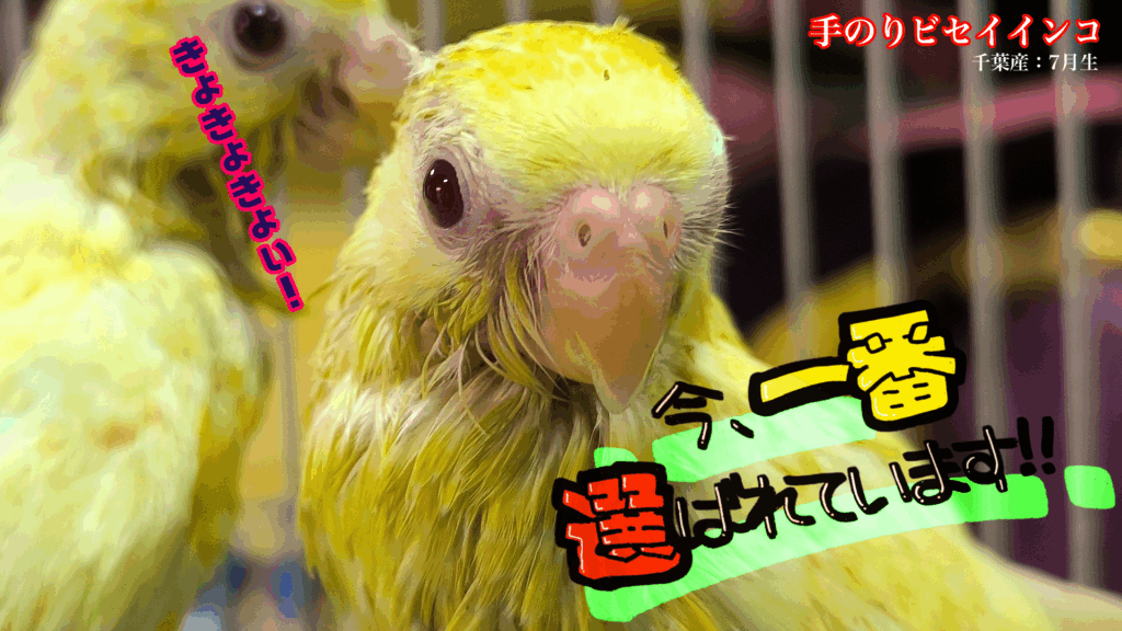 境町のペットショップ、バードショップ、トリカウサカイのビセイインコ雛の写真