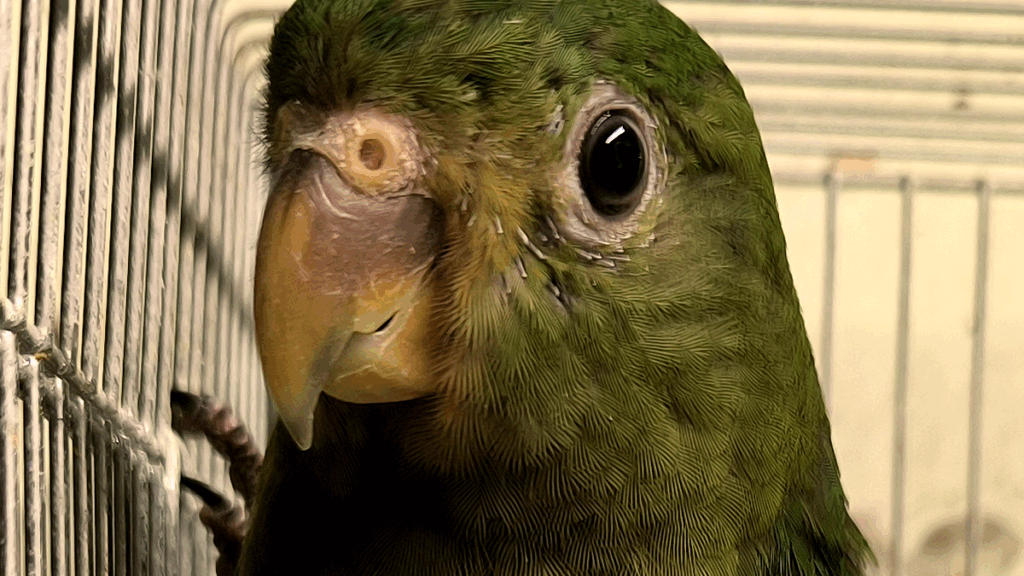 トリカウサカイのキンショウジョウインコ雛の写真