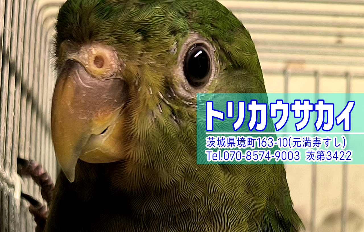 境町のペットショップ、バードショップ、トリカウサカイのキンショウジョウインコ雛の写真