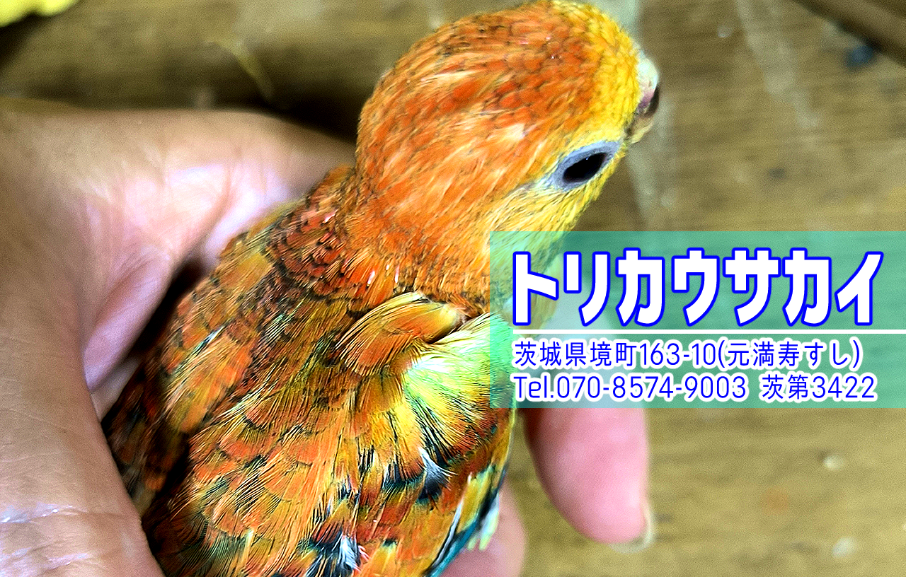 境町のペットショップ、バードショップ、トリカウサカイのビセイインコ雛の写真