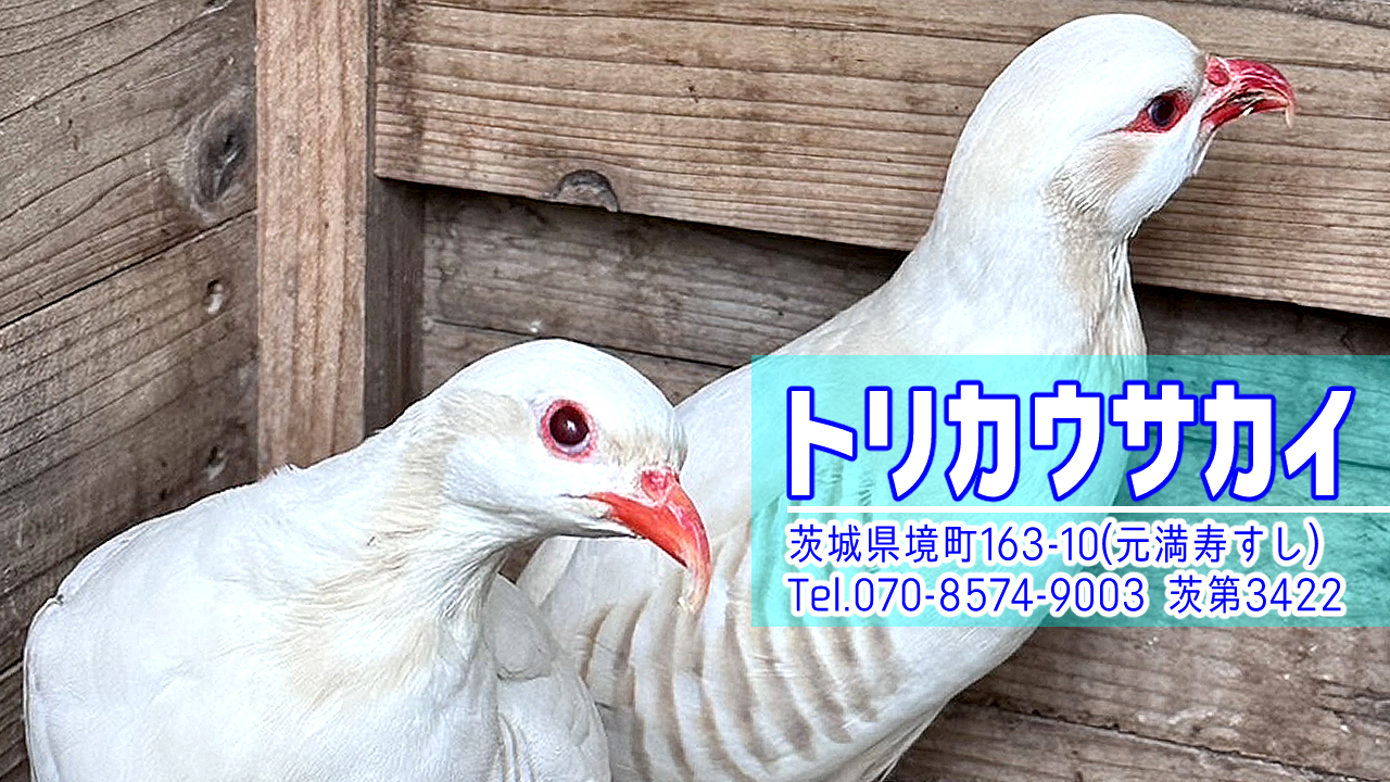 境町のペットショップ、バードショップ、トリカウサカイのアイキャッチ2の写真