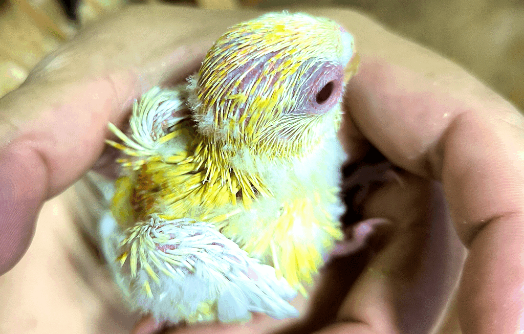 境町のペットショップ、バードショップ、トリカウサカイのビセイインコ雛の写真