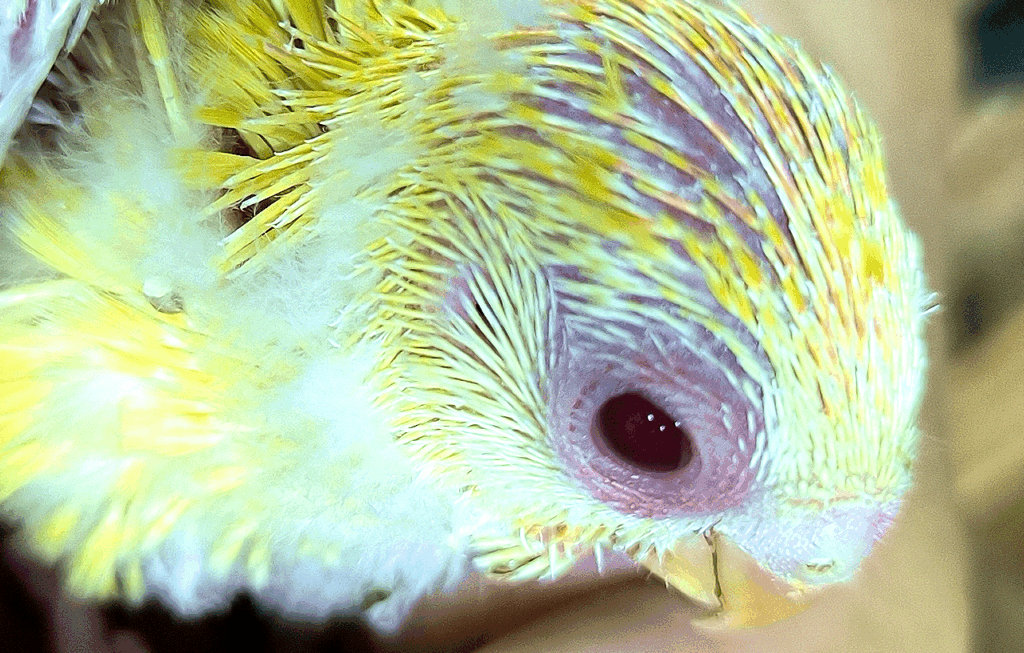 境町のペットショップ、バードショップ、トリカウサカイのビセイインコ雛の写真