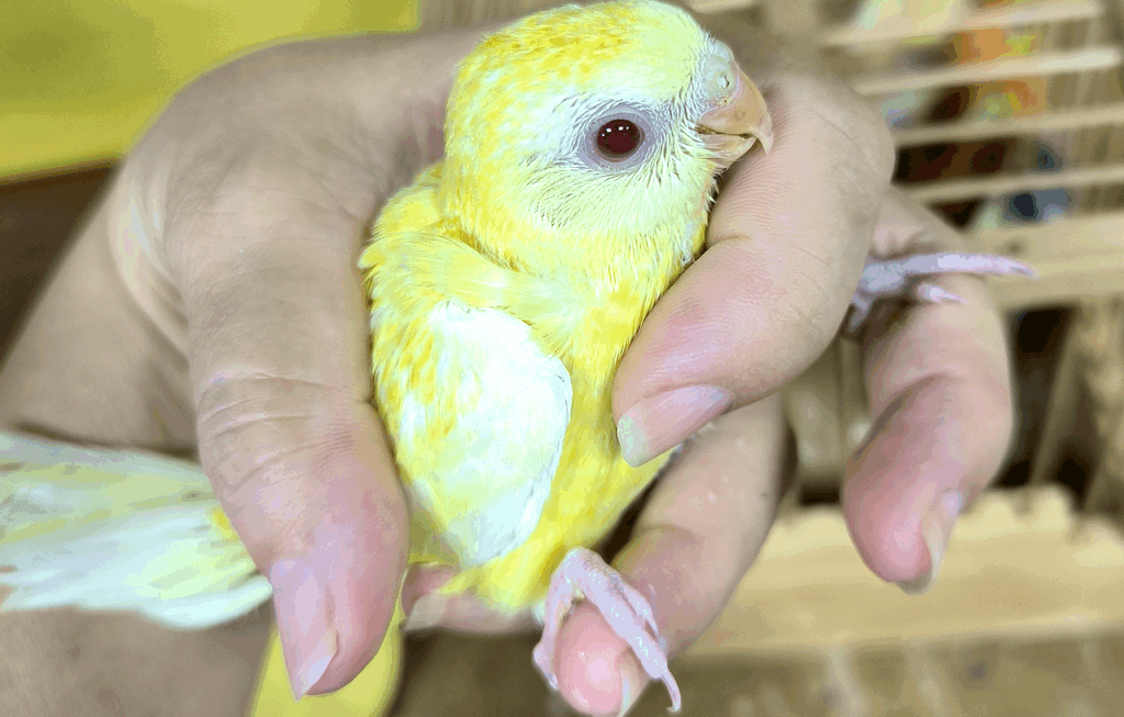 境町のペットショップ、バードショップ、トリカウサカイのビセイインコ雛の写真