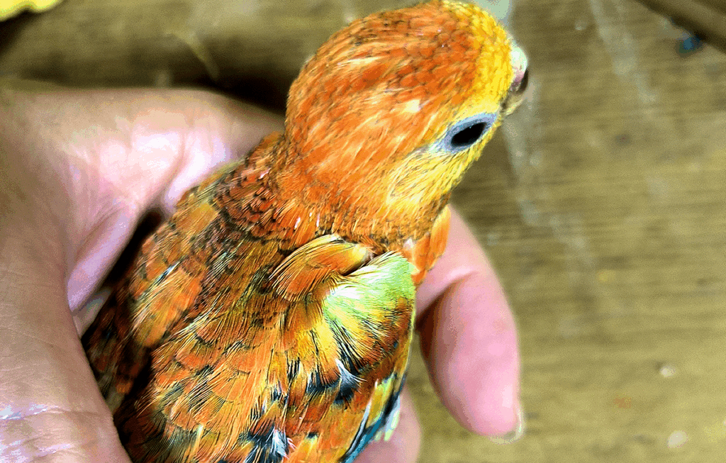 境町のペットショップ、バードショップ、トリカウサカイのビセインコ雛写真