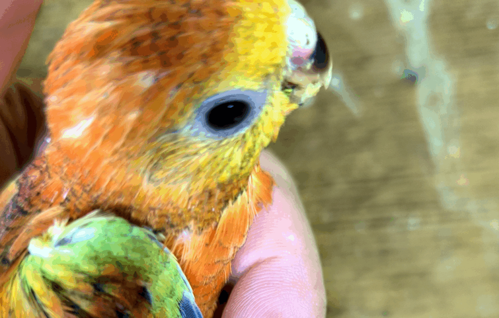 境町のペットショップ、バードショップ、トリカウサカイのビセイインコ雛の写真