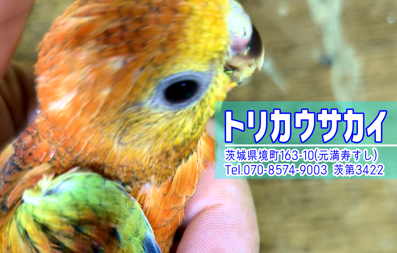 境町のペットショップ、バードショップ、トリカウサカイのビセイインコ雛の写真